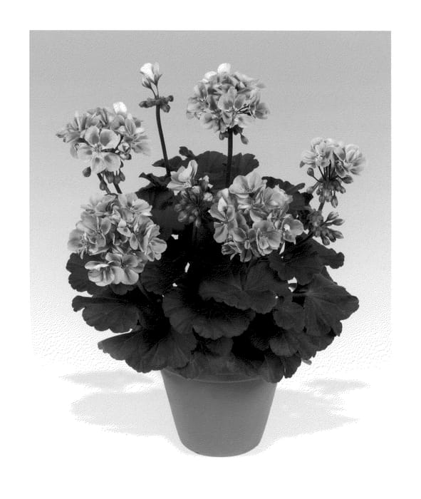Figure 1 of US plant patent PP20423, the photograph of Pacmeta printed in the patent.