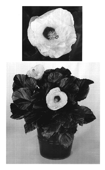 Figure 1 of US plant patent PP20424, the photograph of Lillikoi Yellow printed in the patent.