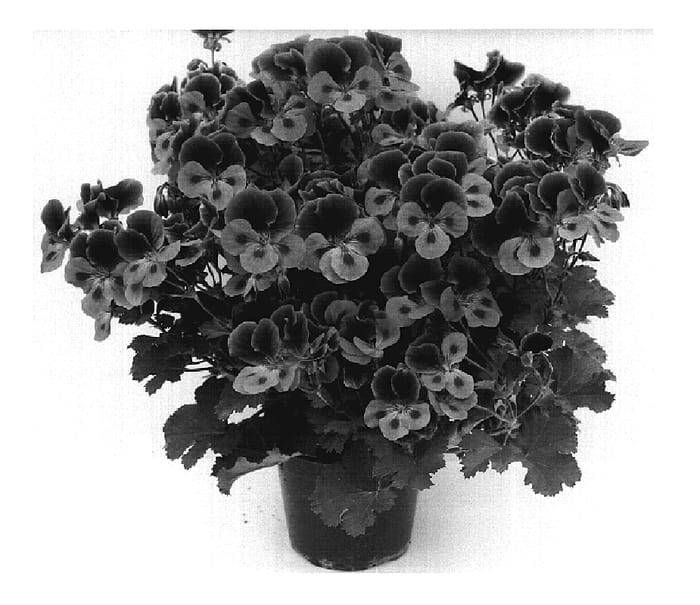 Figure 1 of US plant patent PP20425, the photograph of Campeye printed in the patent.