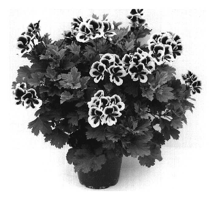 Figure 1 of US plant patent PP20426, the photograph of Cambi printed in the patent.