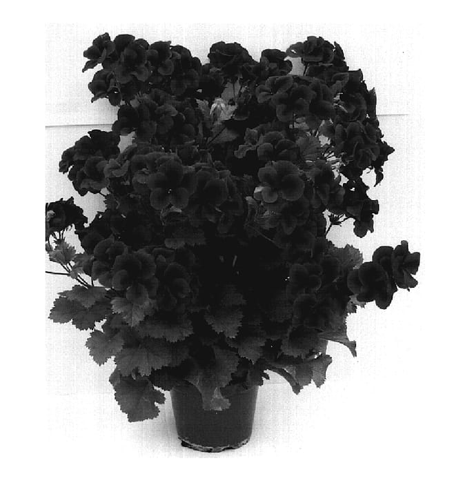 Figure 1 of US plant patent PP20427, the photograph of Camred printed in the patent.