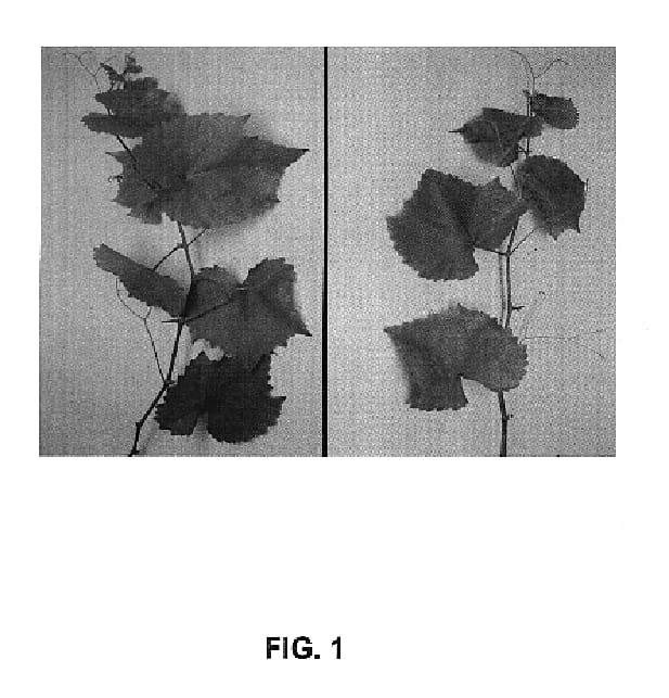 Figure 1 of US plant patent PP20428, the photograph of Improved Chancellor printed in the patent.