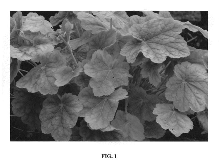 Figure 1 of US plant patent PP20429, the photograph of Tiramisu printed in the patent.