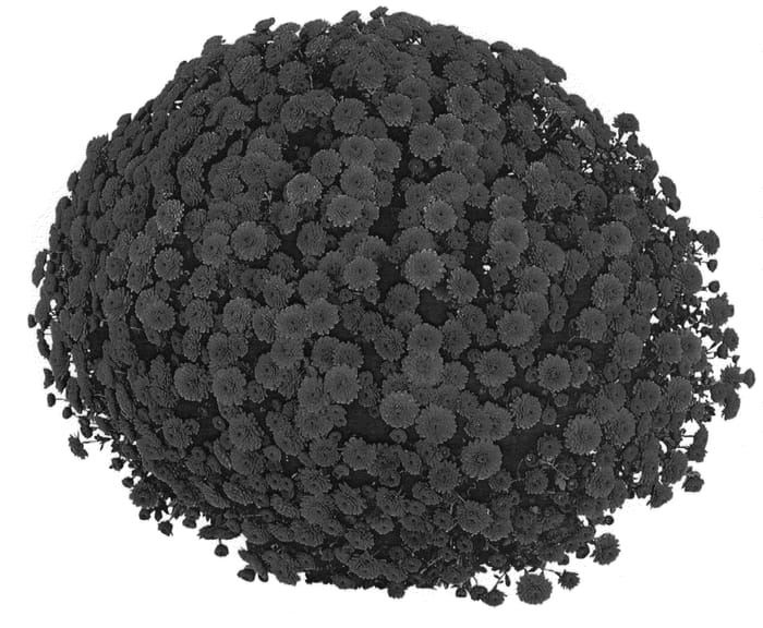 Figure 1 of US plant patent PP20430, the photograph of PPP BELG 07 printed in the patent.
