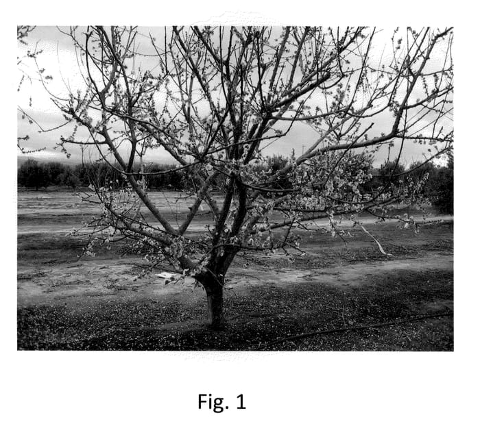 Figure 1 of US plant patent PP20431, the photograph of MC5 printed in the patent.