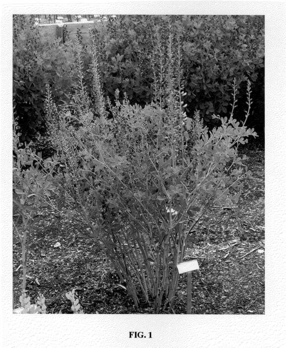 Figure 1 of US plant patent PP20432, the photograph of Midnight printed in the patent.