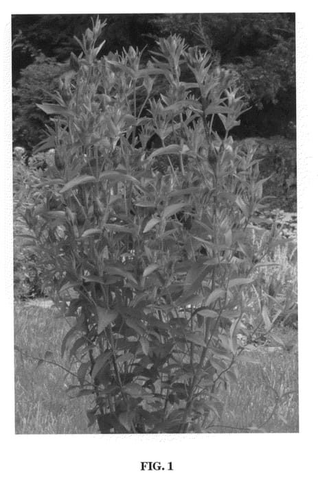 Figure 1 of US plant patent PP20433, the photograph of True Blue printed in the patent.
