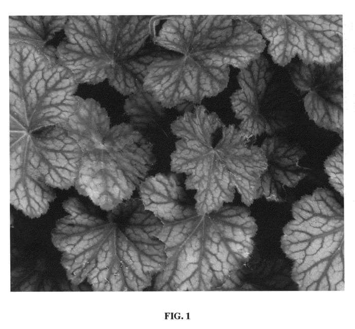 Figure 1 of US plant patent PP20434, the photograph of Pinot Noir printed in the patent.