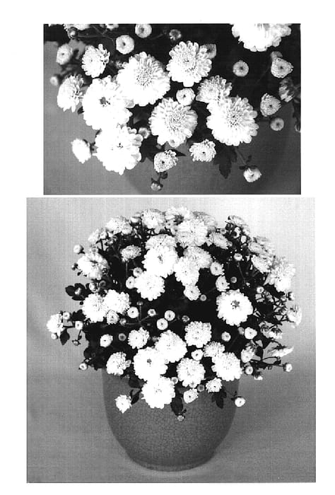 Figure 1 of US plant patent PP20435, the photograph of Yogigi White printed in the patent.