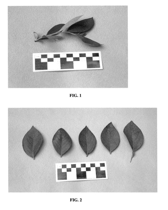 Figure 1 of US plant patent PP20436, the photograph of DrisBlueThree printed in the patent.
