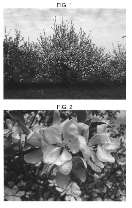 Figure 1 of US plant patent PP20437, the photograph of Co-op 31 printed in the patent.