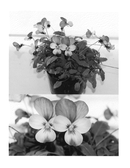 Figure 1 of US plant patent PP20438, the photograph of Sunviofuji printed in the patent.