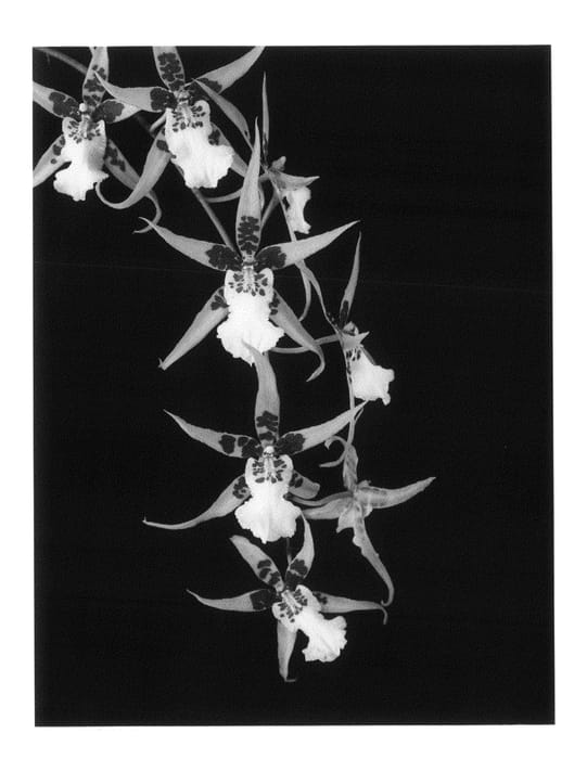 Figure 1 of US plant patent PP20439, the photograph of golden gambol printed in the patent.