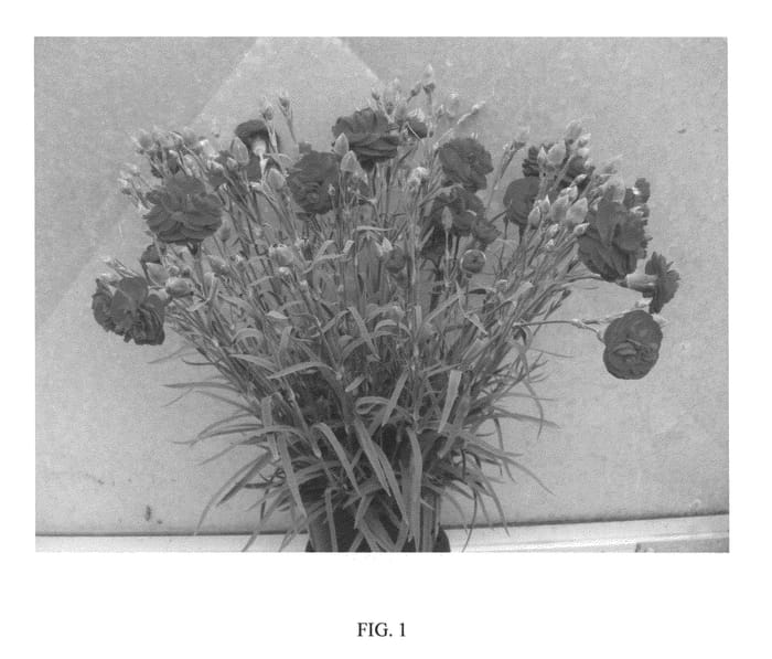 Figure 1 of US plant patent PP20440, the photograph of WP Passion printed in the patent.