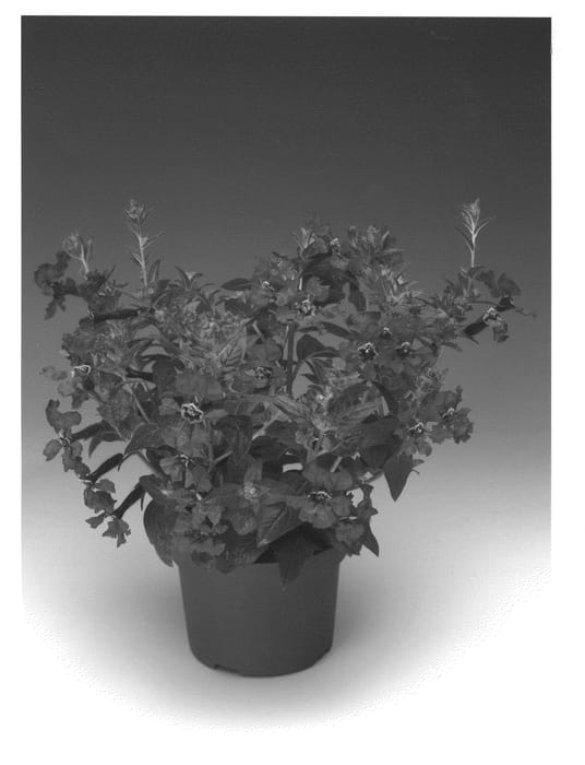 Figure 1 of US plant patent PP20441, the photograph of Cuped printed in the patent.