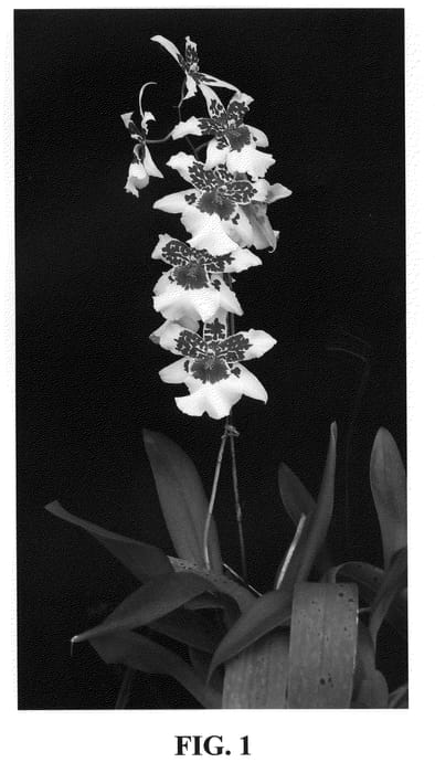 Figure 1 of US plant patent PP20442, the photograph of Hilo Sparkle printed in the patent.