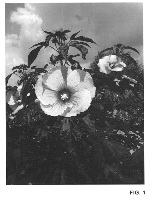Figure 1 of US plant patent PP20443, the photograph of Summer Storm printed in the patent.