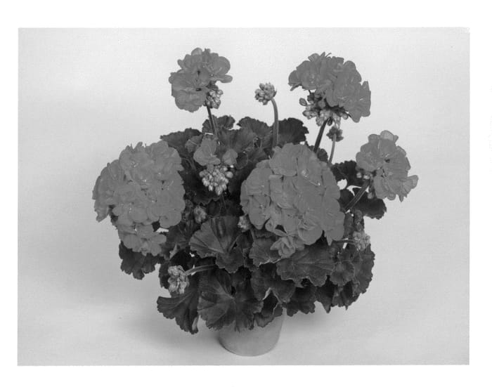 Figure 1 of US plant patent PP20444, the photograph of Fistan printed in the patent.