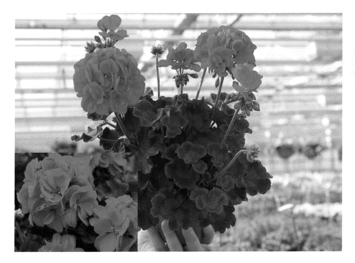 Figure 1 of US plant patent PP20445, the photograph of Amri Crared printed in the patent.