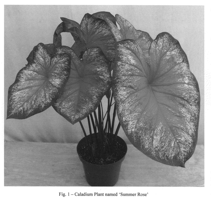 Figure 1 of US plant patent PP20446, the photograph of Summer Rose printed in the patent.