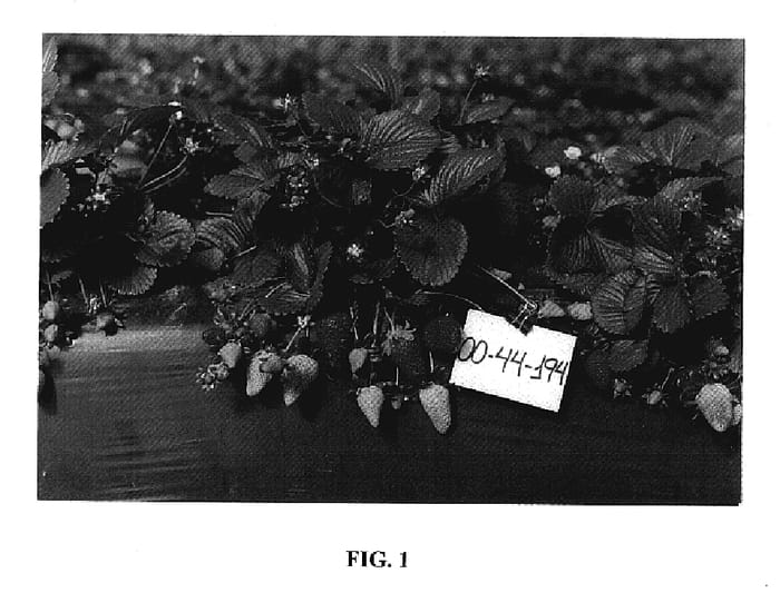 Figure 1 of US plant patent PP20447, the photograph of Cristal printed in the patent.