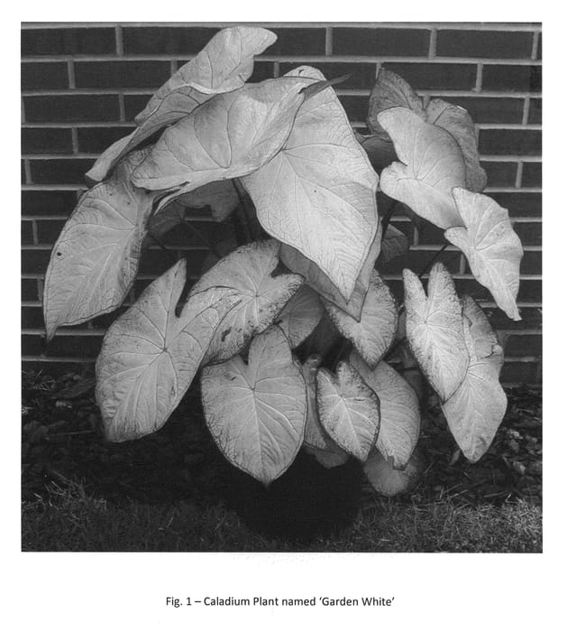 Figure 1 of US plant patent PP20448, the photograph of Garden White printed in the patent.