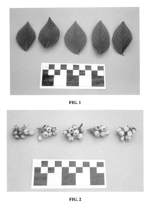 Figure 1 of US plant patent PP20449, the photograph of DrisBlueOne printed in the patent.