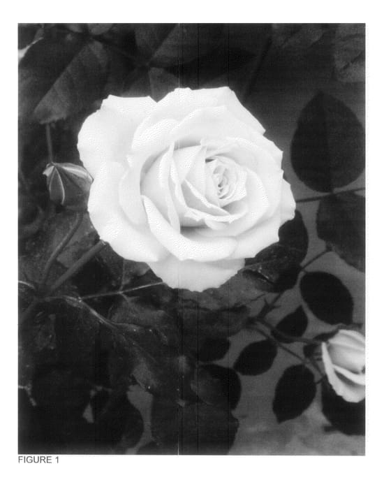 Figure 1 of US plant patent PP20450, the photograph of MORabundant printed in the patent.
