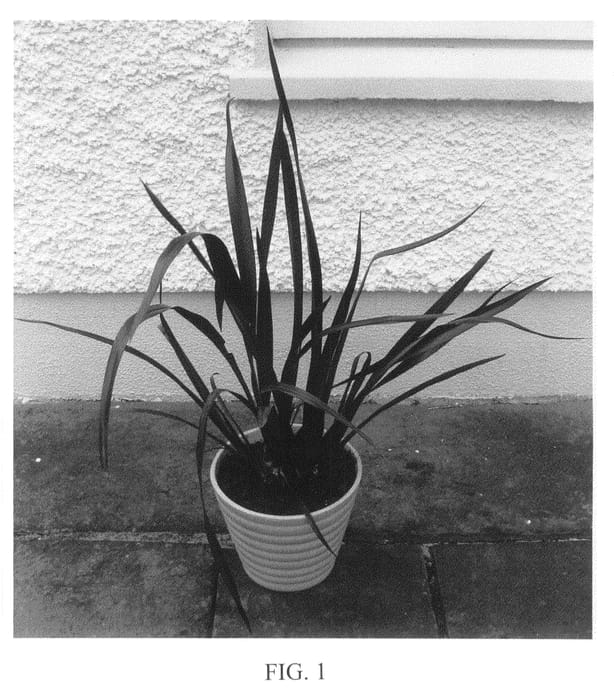 Figure 1 of US plant patent PP20451, the photograph of FIT01 printed in the patent.