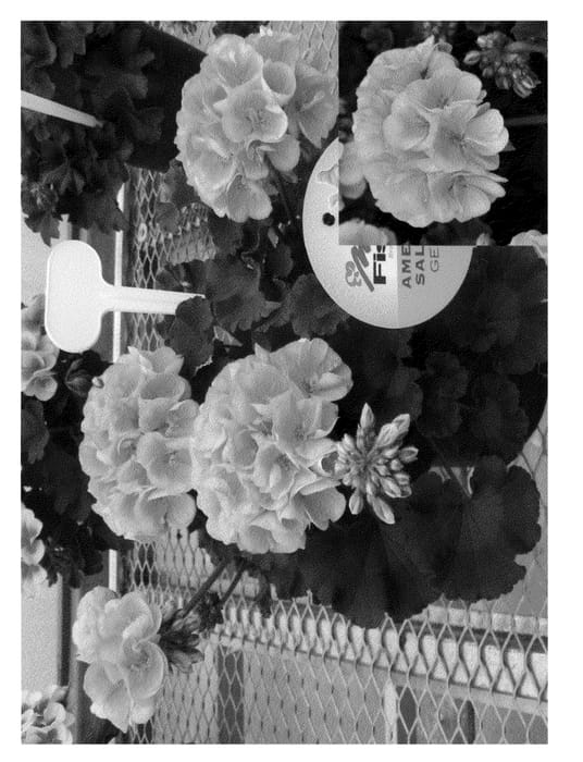 Figure 1 of US plant patent PP20452, the photograph of Amri Sal09 printed in the patent.