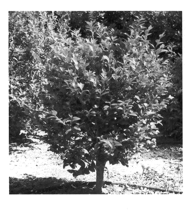 Figure 1 of US plant patent PP20453, the photograph of Green 99-012 printed in the patent.