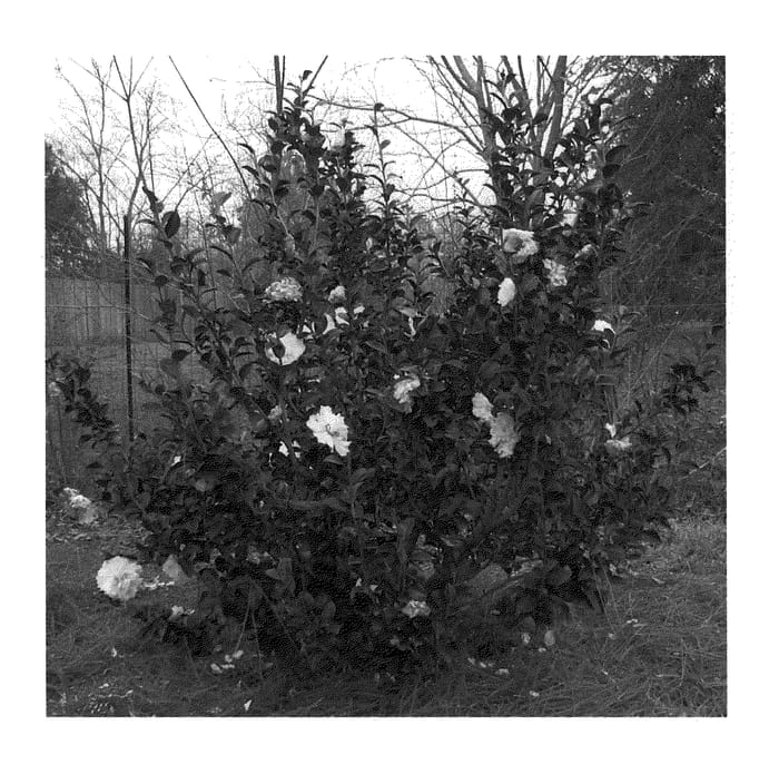 Figure 1 of US plant patent PP20454, the photograph of Green 94-010 printed in the patent.