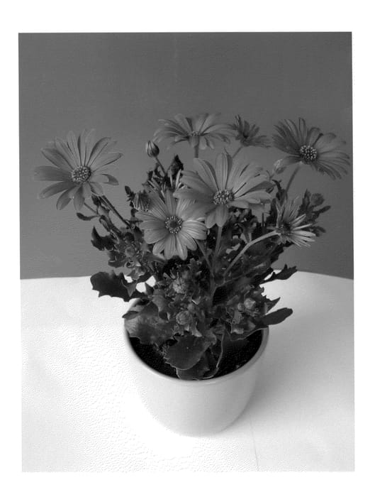 Figure 1 of US plant patent PP20455, the photograph of Sunost0802 printed in the patent.
