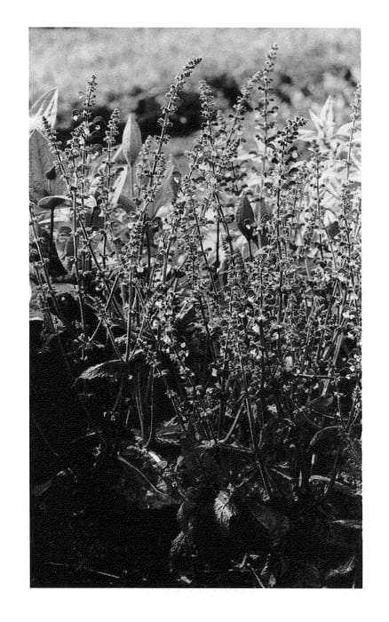 Figure 1 of US plant patent PP20456, the photograph of Madeline printed in the patent.