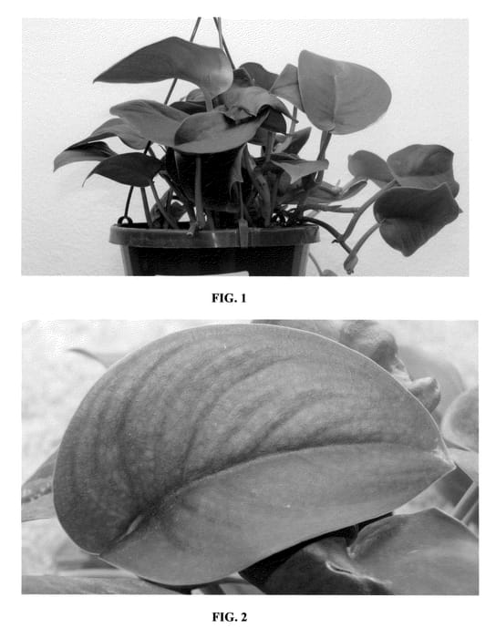 Figure 1 of US plant patent PP20457, the photograph of Jade Satin printed in the patent.