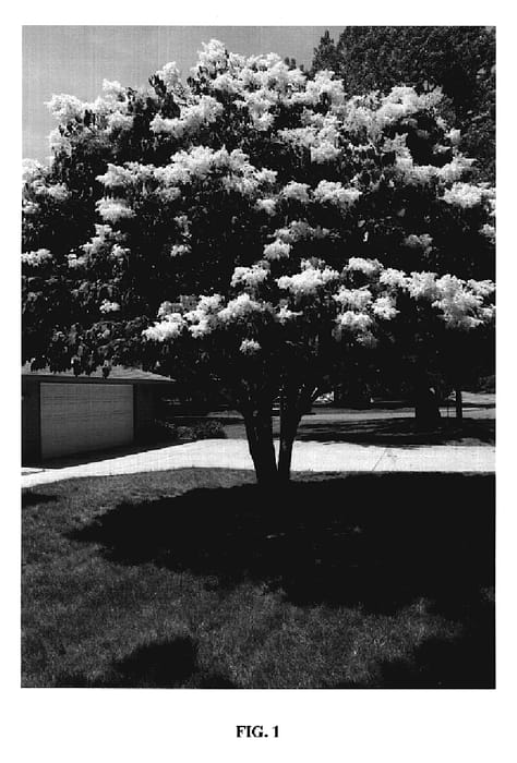 Figure 1 of US plant patent PP20458, the photograph of Bailnce printed in the patent.