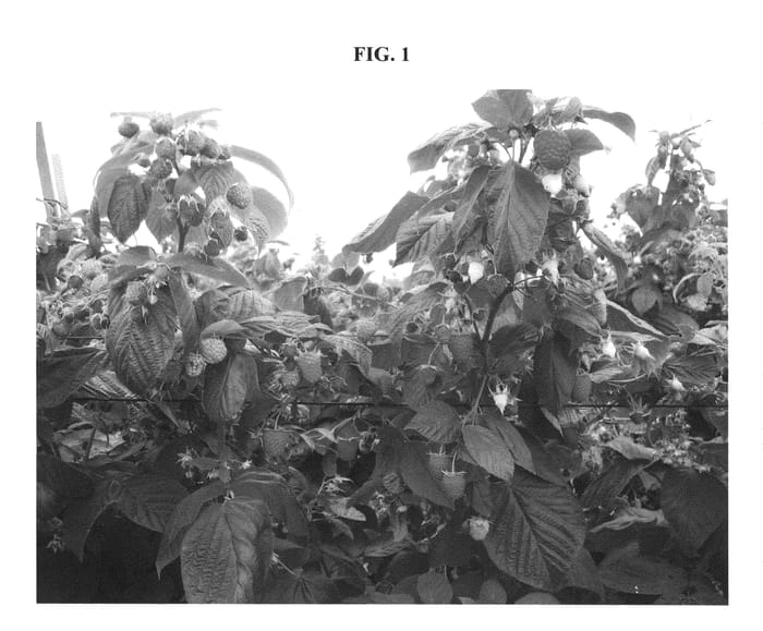 Figure 1 of US plant patent PP20459, the photograph of GRANDEUR printed in the patent.