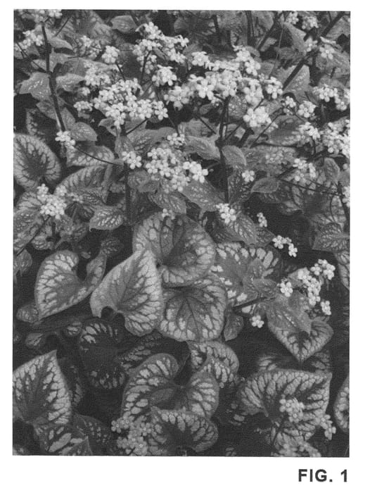 Figure 1 of US plant patent PP20460, the photograph of Emerald Mist printed in the patent.
