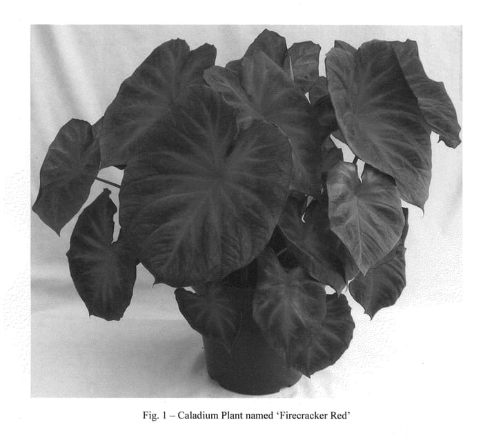 Figure 1 of US plant patent PP20461, the photograph of Firecracker Red printed in the patent.