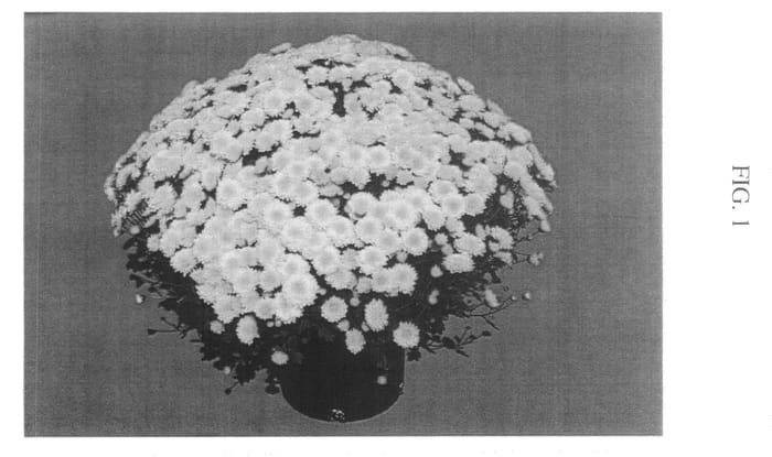 Figure 1 of US plant patent PP20462, the photograph of Zanmugoldru printed in the patent.