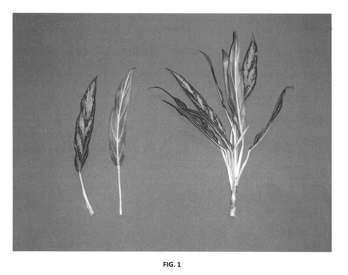 Figure 1 of US plant patent PP20463, the photograph of UF-742-3 printed in the patent.