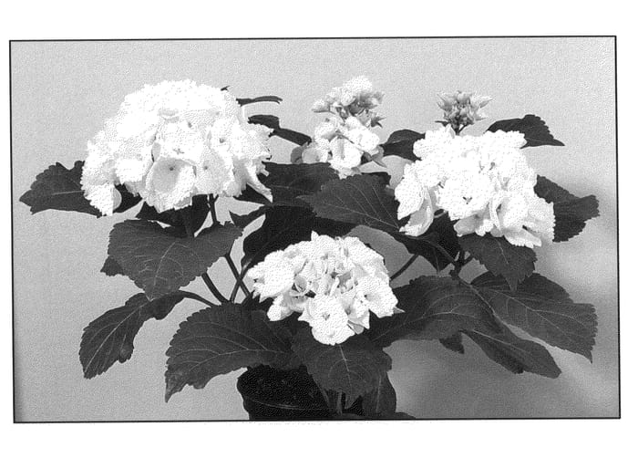 Figure 1 of US plant patent PP20464, the photograph of Magical Emerald printed in the patent.