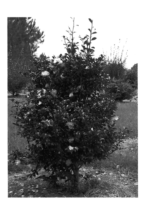 Figure 1 of US plant patent PP20465, the photograph of Green 94-035 printed in the patent.
