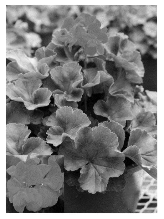 Figure 1 of US plant patent PP20466, the photograph of Cope Scarfir printed in the patent.