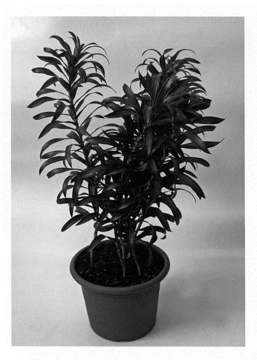 Figure 1 of US plant patent PP20467, the photograph of Song of Costa Rica printed in the patent.