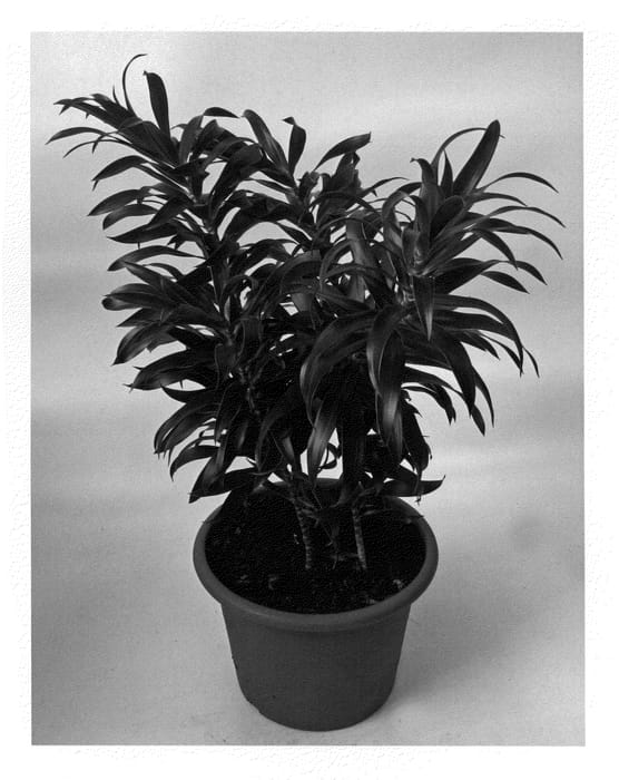 Figure 1 of US plant patent PP20468, the photograph of Song of La Tigra printed in the patent.