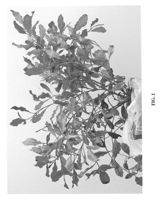 Figure 1 of US plant patent PP20469, the photograph of Bourfrits printed in the patent.