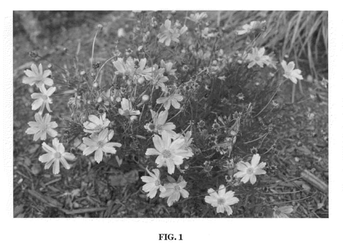 Figure 1 of US plant patent PP20470, the photograph of Sienna Sunset printed in the patent.