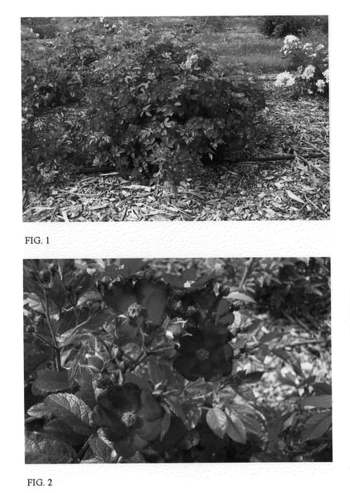 Figure 1 of US plant patent PP20471, the photograph of ZLEMartinCipar printed in the patent.