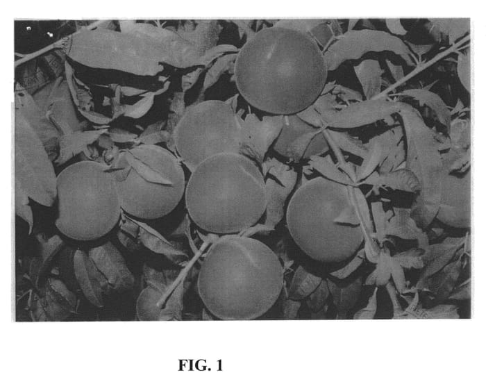 Figure 1 of US plant patent PP20472, the photograph of JULIENICE printed in the patent.